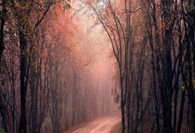 突尼斯与澳大利亚的对决，胜负悬念和看点在哪里？